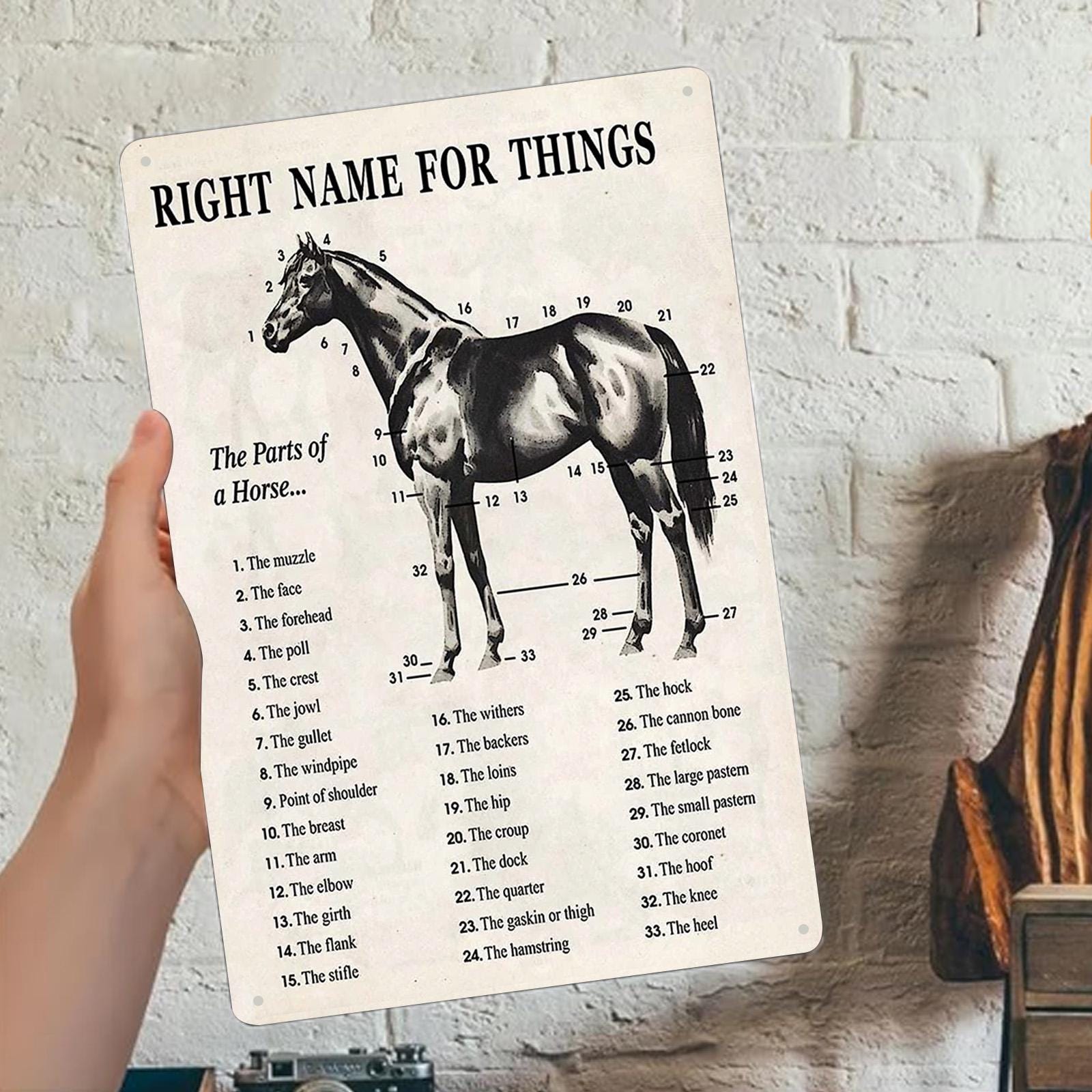 Horse Anatomy Metal Sign: Vintage Equestrian Chart Wall Decor