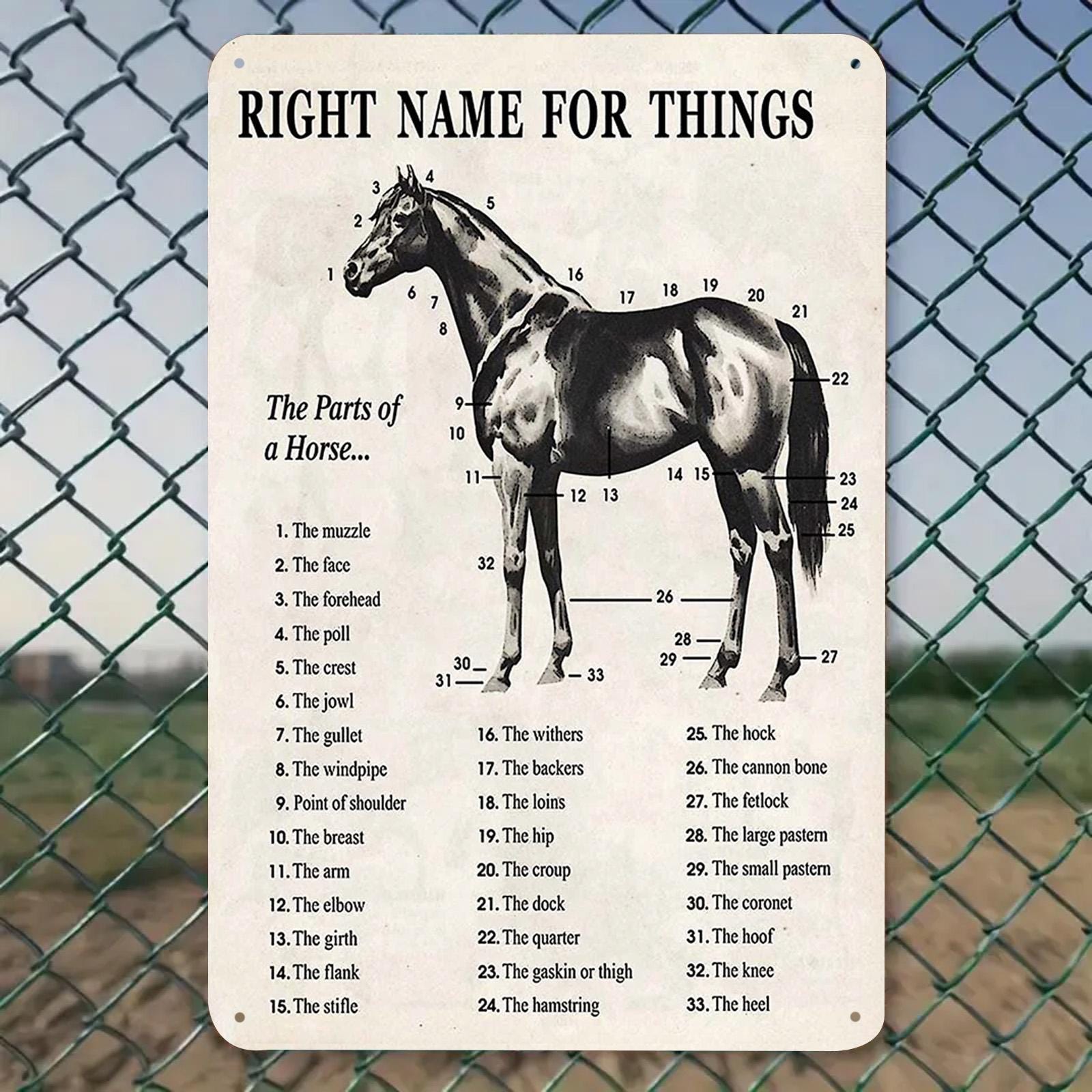 Horse Anatomy Metal Sign: Vintage Equestrian Chart Wall Decor