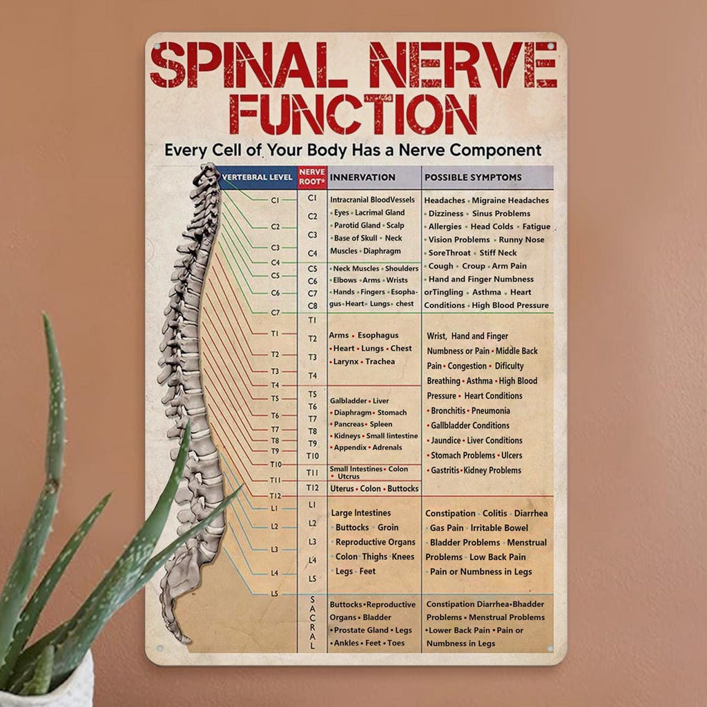 Pancarte Métal Vintage Anatomie Nerfs Spinaux | Décoration Clinique Chiropratique