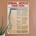 Pancarte Métal Vintage Anatomie Nerfs Spinaux | Décoration Clinique Chiropratique