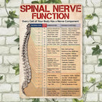 Pancarte Métal Vintage Anatomie Nerfs Spinaux | Décoration Clinique Chiropratique