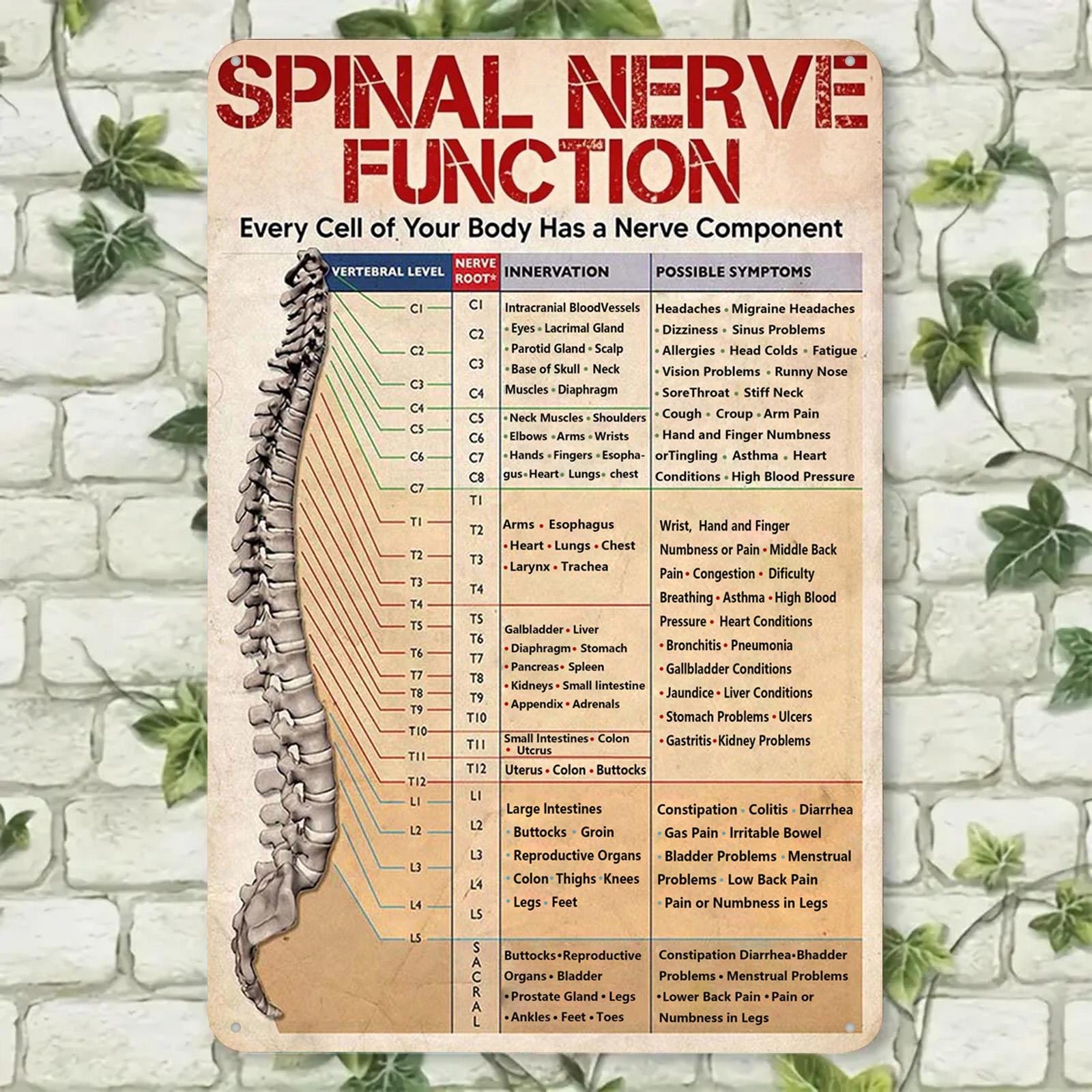 Pancarte Métal Vintage Anatomie Nerfs Spinaux | Décoration Clinique Chiropratique