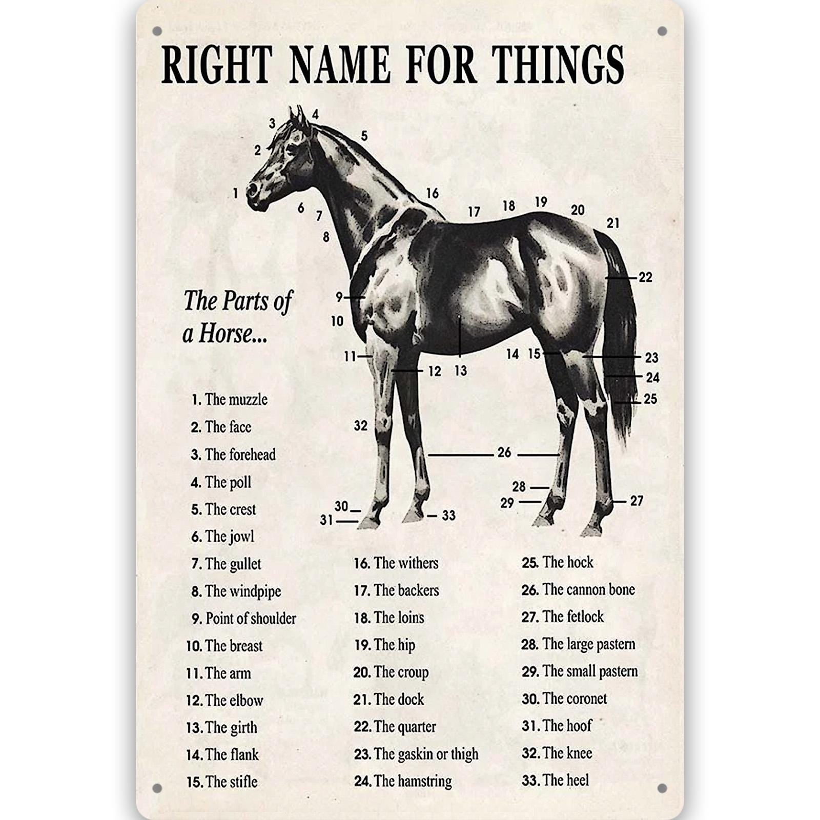 Horse Anatomy Metal Sign: Vintage Equestrian Chart Wall Decor