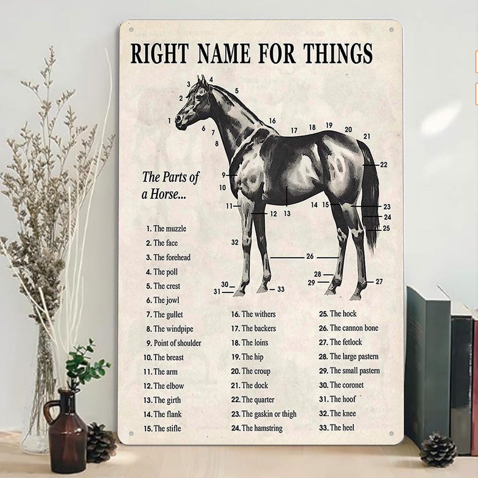 Horse Anatomy Metal Sign: Vintage Equestrian Chart Wall Decor