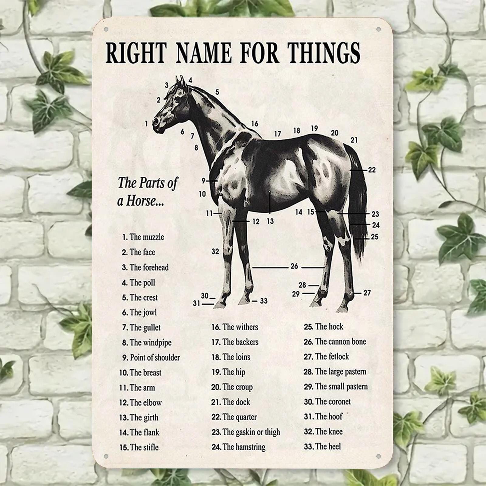 Horse Anatomy Metal Sign: Vintage Equestrian Chart Wall Decor