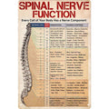 Pancarte Métal Vintage Anatomie Nerfs Spinaux | Décoration Clinique Chiropratique