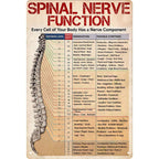 Pancarte Métal Vintage Anatomie Nerfs Spinaux | Décoration Clinique Chiropratique