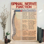 Pancarte Métal Vintage Anatomie Nerfs Spinaux | Décoration Clinique Chiropratique