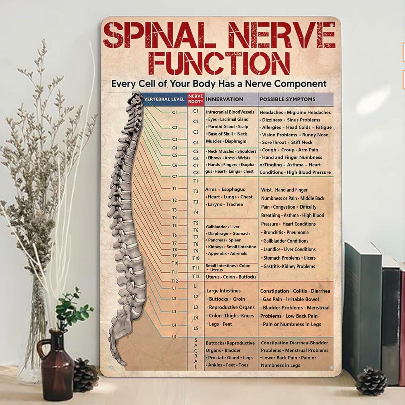 Pancarte Métal Vintage Anatomie Nerfs Spinaux | Décoration Clinique Chiropratique