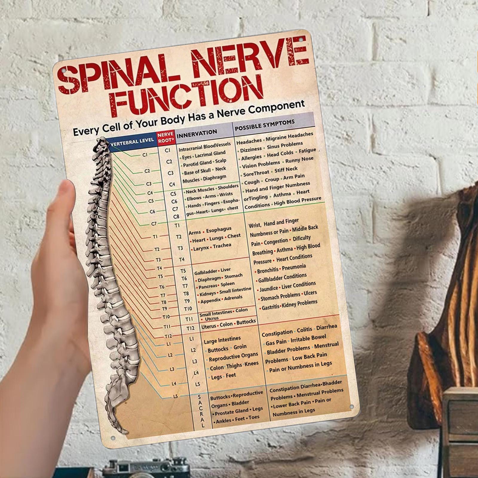 Pancarte Métal Vintage Anatomie Nerfs Spinaux | Décoration Clinique Chiropratique